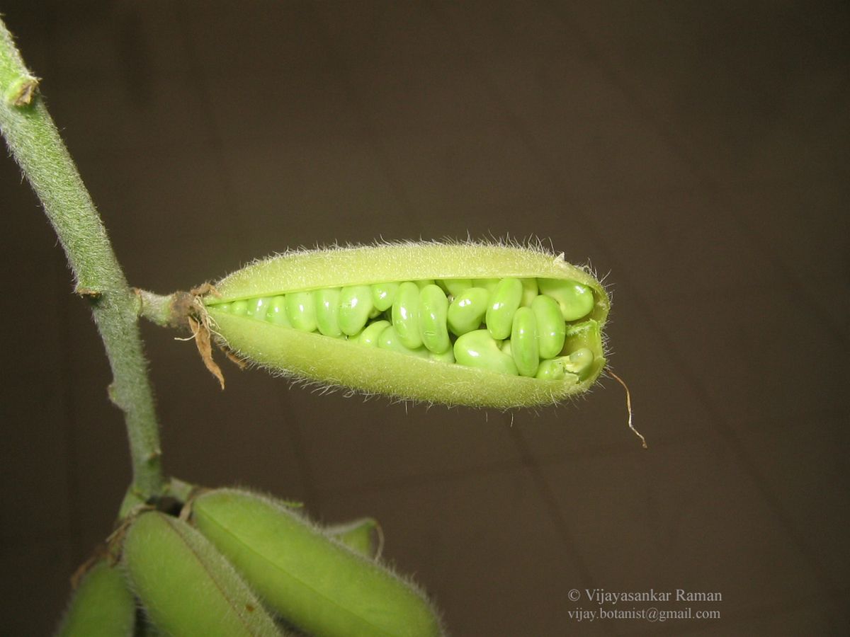 Crotalaria incana eFlora of India